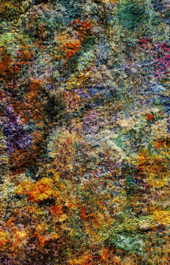 Colorful Wall of Nature photography by artist Viet Ha Tran