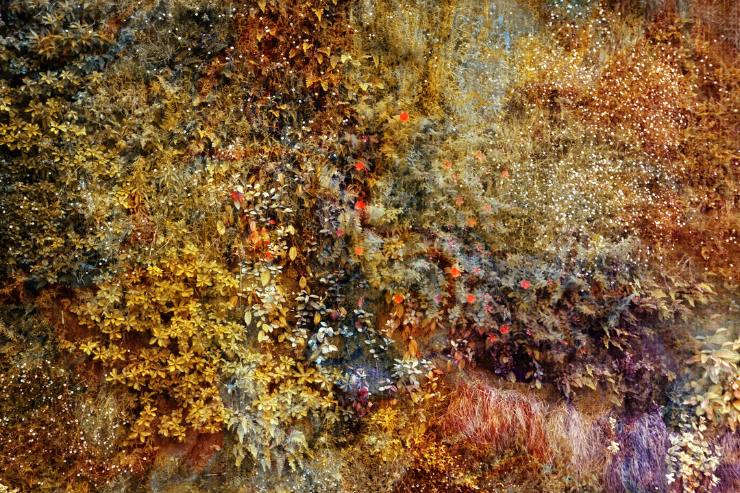 Wall Of Nature: Viet Ha Tran
